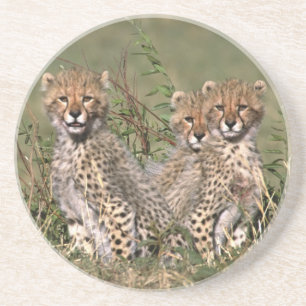 Porta-copos De Arenito África; Quênia; Masai Mara; Três filhotes de guepa
