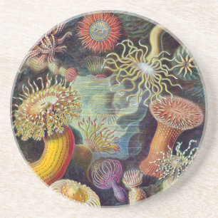 Porta-copos De Arenito Anêmona-do-Mar Natureza Científica Oceano