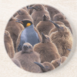 Porta-copos De Arenito Antártida, Ilha da Geórgia do Sul, pinguins-impera