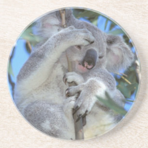 Porta-copos De Arenito Austrália, Coala (Phascolarctos cinereus)