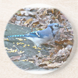 Porta-copos De Arenito Blue Jay Songbird