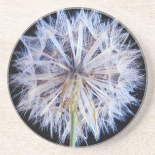 Porta-copos De Arenito Cabeça de Semente de Dente-de-Leão (Taraxacum Offi