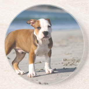 Porta-copos De Arenito cachorro filhote bulldog inglês na praia