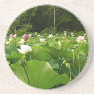 Porta-copos De Arenito Campo das Flores de Lotus no Jardim de Verão