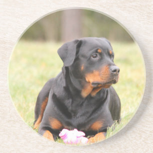 Porta-copos De Arenito Cão Rottweiler
