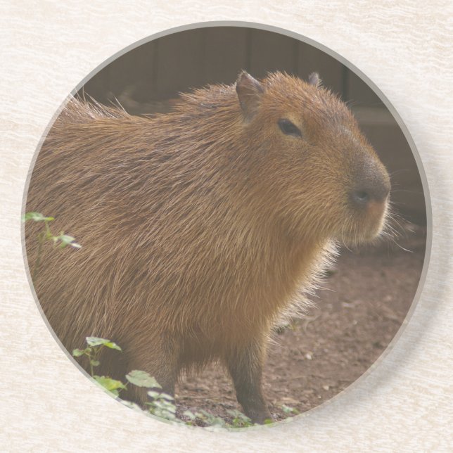 Porta-copos De Arenito Capybara (Frente)