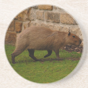 Porta-copos De Arenito capybara