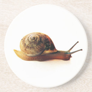 Porta-copos De Arenito caracol