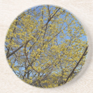 Porta-copos De Arenito Dogwood da cereja de cornalina e céu azul florais