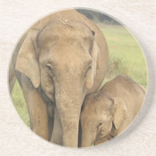 Porta-copos De Arenito Elefante indiano / asiático e filhote, Corbett
