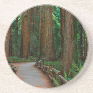 Porta-copos De Arenito EUA, Califórnia. Caminho entre Redwoods em Muir