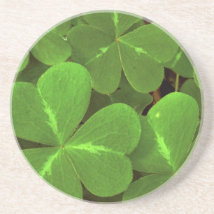 Porta-copos De Arenito EUA, Califórnia, Muir Woods. Fecho do trevo