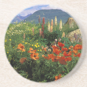 Porta-copos De Arenito EUA, Colorado, Crested Butte. Papoulas e lupino