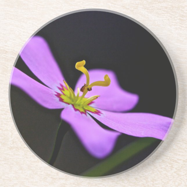 Porta-copos De Arenito EUA, Florida, Big Cypress National Preserve (Frente)