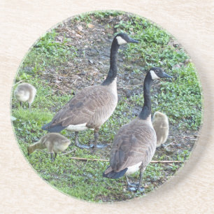 Porta-copos De Arenito Família Geese Canadense