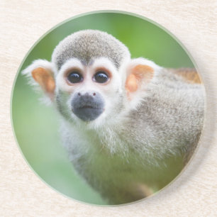 Porta-copos De Arenito Fim-acima de um macaco de esquilo comum
