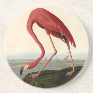 Porta-copos De Arenito Flamingo Americano de Audubon