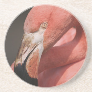 Porta-copos De Arenito Flamingo Chileno, Phoenicopterus chilensis