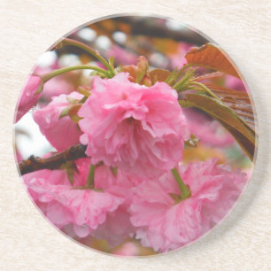 Porta-copos De Arenito Flores da flor de cerejeira do rosa quente