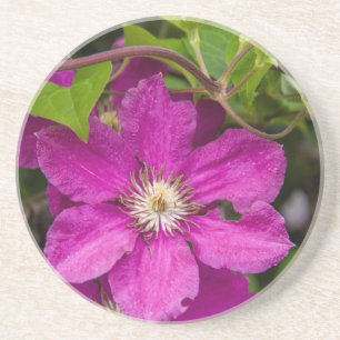Porta-copos De Arenito Flores na Robinette's Apple Haus & Gift Barn