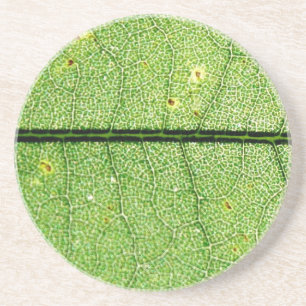 Porta-copos De Arenito Folha Verde Extreme
