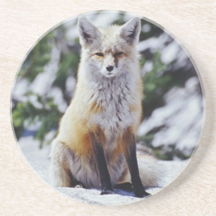 Porta-copos De Arenito Fox vermelho que senta-se no banco da neve,