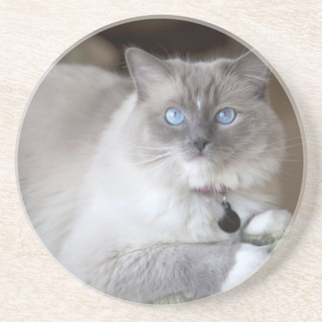 Porta-copos De Arenito Gata Ragdoll fêmea (Frente)