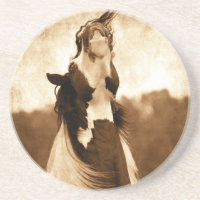 Gypsy Vanner