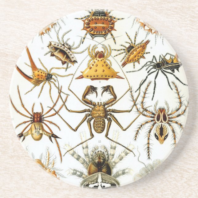 Porta-copos De Arenito Haeckel (Frente)