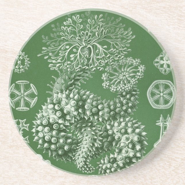 Porta-copos De Arenito Haeckel Antigo (Frente)
