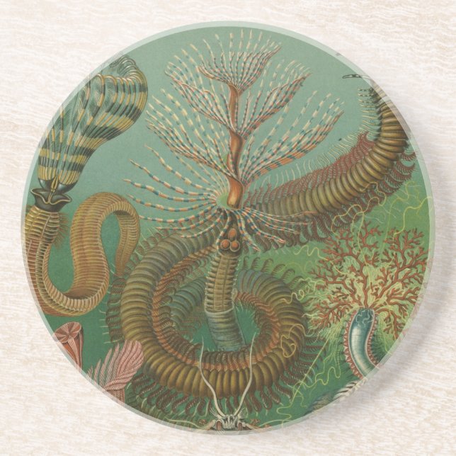 Porta-copos De Arenito Haeckel Centipedes (Frente)