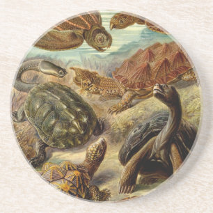 Porta-copos De Arenito Haeckel Turtles