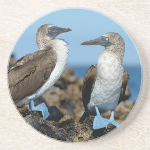 Porta-copos De Arenito Ilhas Galápagos, Ilha Isabela