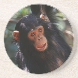 Porta-copos De Arenito Jovem Chimpanzé