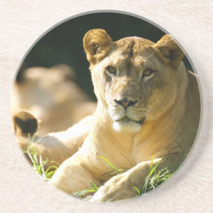 Porta-copos De Arenito Leões