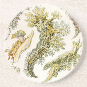 Porta-copos De Arenito Lesmas Marinhas, Caracóis por Ernst Haeckel, Anima