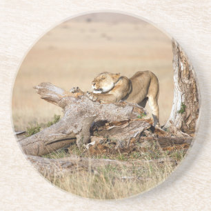 Porta-copos De Arenito Lioness alongando