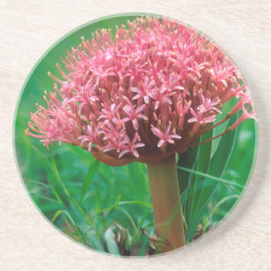 Porta-copos De Arenito Lírio Africano (Agapanthus Praecox), Mala Mala