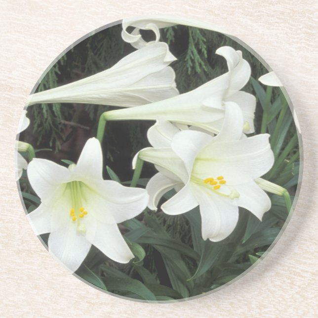 Porta-copos De Arenito Lírio-de-páscoa (Lilium regale) (Frente)