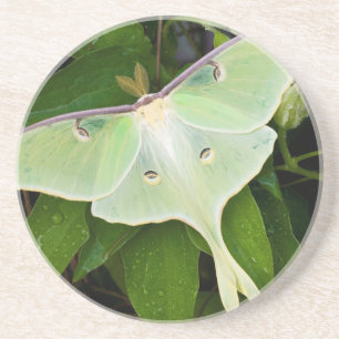 Porta-copos De Arenito Mariposa Luna em Clematis Carnaby