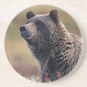 Porta-copos De Arenito NA, EUA, Alasca, Parque Nacional Denali, Urso pard