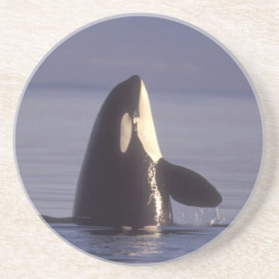 Porta-copos De Arenito Orca assassina (Orca orcinus) espiando perto