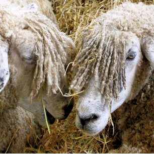 PORTA-COPOS DE ARENITO OVINO