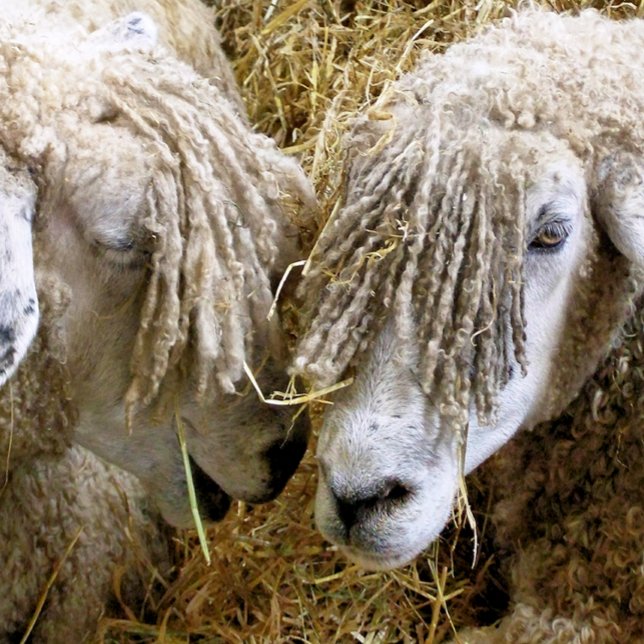 PORTA-COPOS DE ARENITO OVINO (Criador carregado)