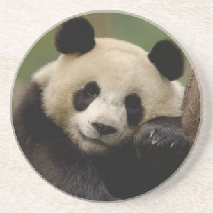 Porta-copos De Arenito Panda-gigante Ailuropoda melanoleuca) Família