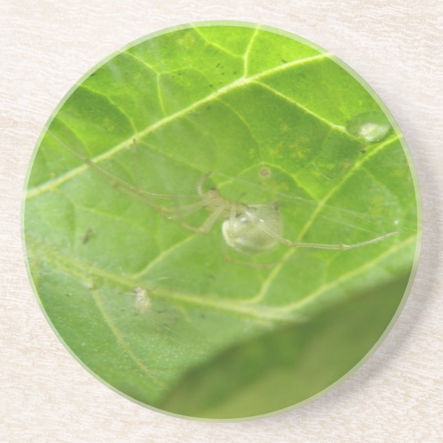 Porta-copos De Arenito Pequenas Portas copos de Aranha (Frente)