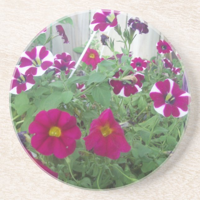 Porta-copos De Arenito Petunias Rosa (Frente)