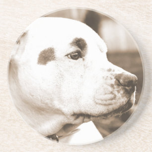 Porta-copos De Arenito pitbull da sépia do cão, um ato de ódio não pr