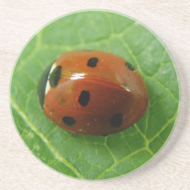 Porta-copos De Arenito Portas copos Ladybug (Frente)