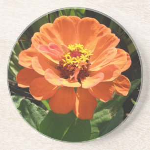 Porta-copos De Arenito Portas copos Orange Zinnia